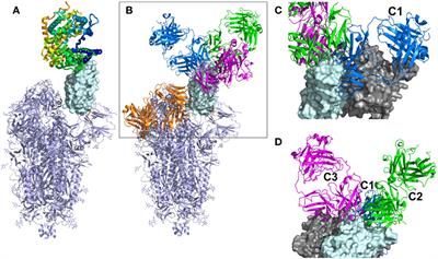 Epitope Classification and RBD Binding Properties of Neutralizing Antibodies Against SARS-CoV-2 Variants of Concern